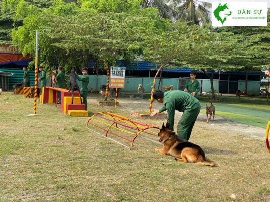 Thiết lập nguyên tắc rõ ràng cho chó